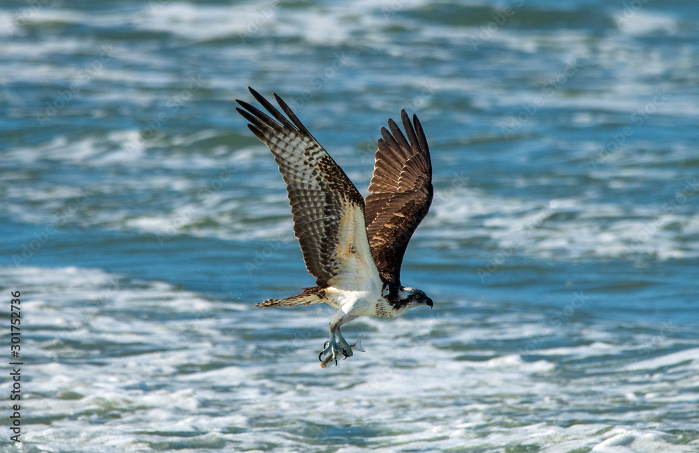 Obraz premium Osprey with a fish.