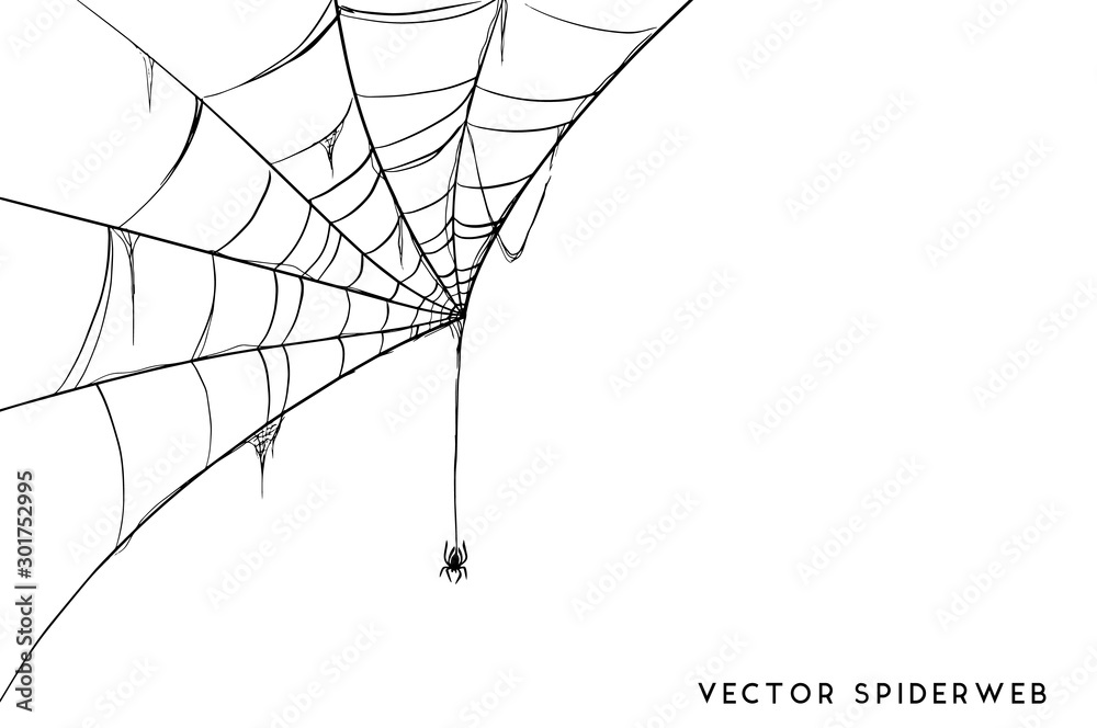 Halloween spider web and spiders isolated on white background