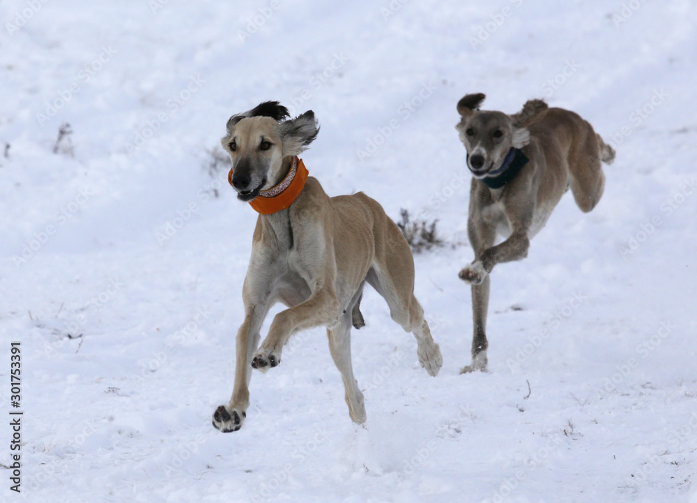 The breed of hunting dogs is Tazy, Kazakh Greyhound