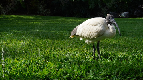 Ibis in Brisbane