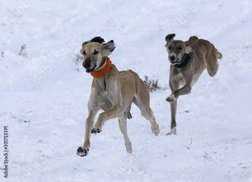 Fototapeta Naklejka Na Ścianę i Meble -  The breed of hunting dogs is Tazy, Kazakh Greyhound