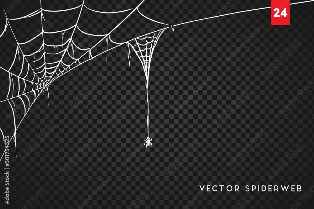 Halloween cobweb and spiders isolated on dark transparency background