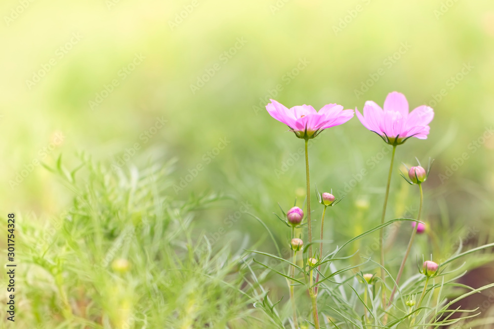 cosmos flower. In garden, close up. cosmos flower in the summer garden on a sunny day close-up. Retro style toned. Cosmos flower in the summer garden on a sunny day close up. Retro style toned cosmos flower. In garden, close up. cosmos flower in the summer garden on a sunny day close-up. Retro style toned. Cosmos flower in the summer garden on a sunny day close up. Retro style toned