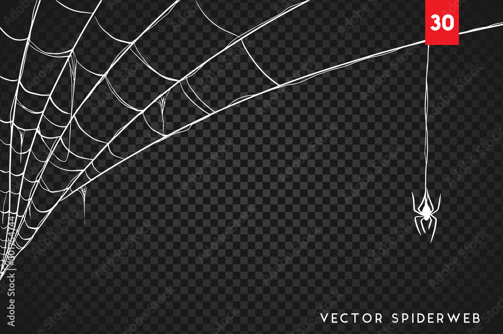 Halloween cobweb and spiders isolated on dark transparency background
