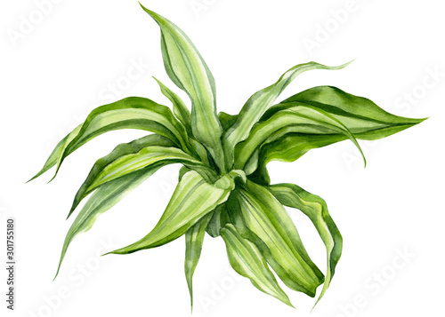 green watercolor leaves on an isolated white background, botanical illustration, tropical plants Dracaena