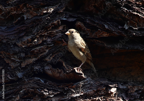 Принти на полотні A sparrow (Passer domesticus) hiding in an indent in the trunk of a palm tree