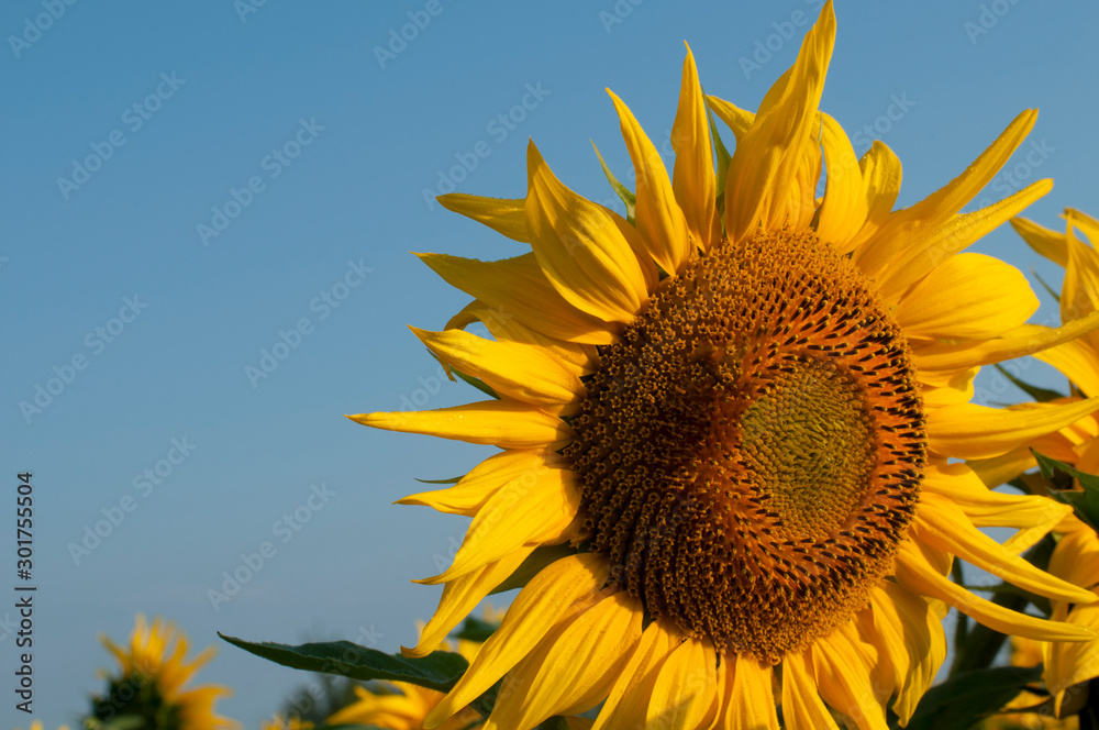 orange sunflowers on a background of blue sky orange sunflowers on a background of blue sky