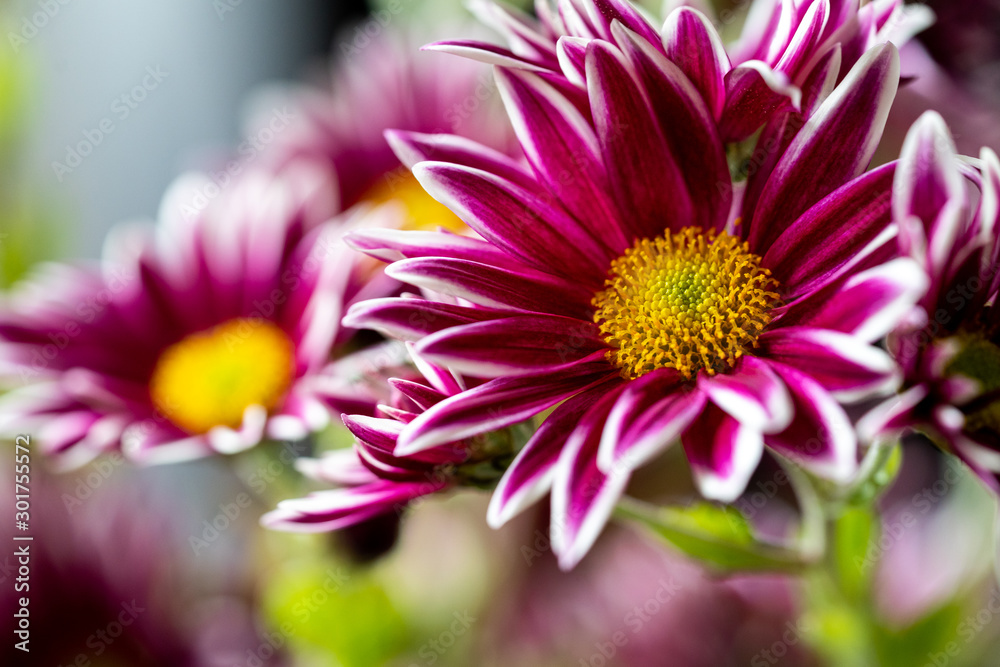 Obraz premium Nahaufnahme einer violetten Blume mit weißen Spitzen