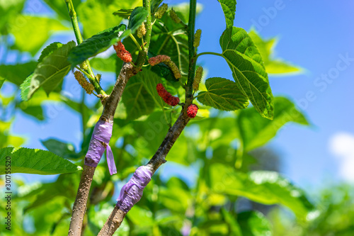 mulberry graft in the branch of a tree in the garden
