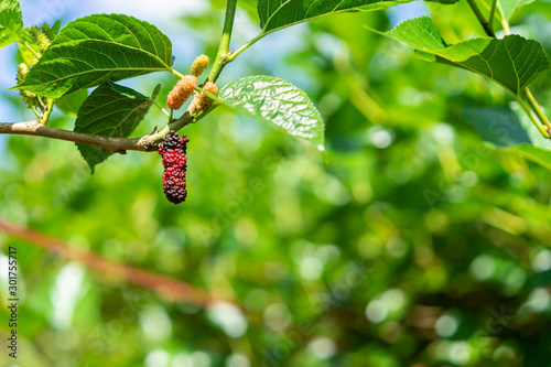Organic Mulberry fruit and green leaves on tree in the garden