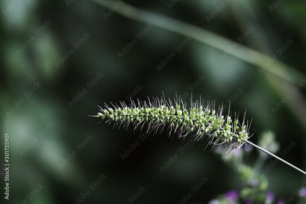 close up of a leaf