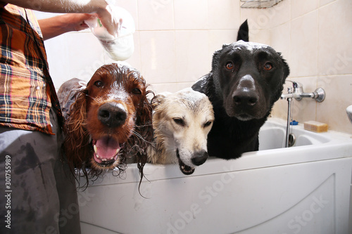 Photography Owner washing three big dogs dog in bathtub