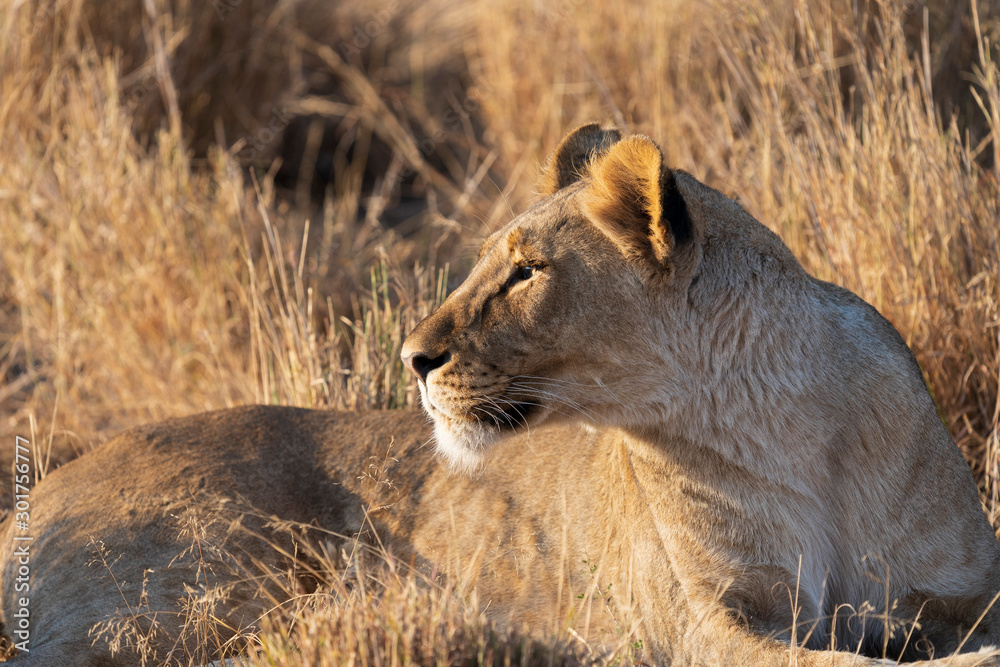 lion female relaxing at sunset in Namibia lion female relaxing at sunset in Namibia