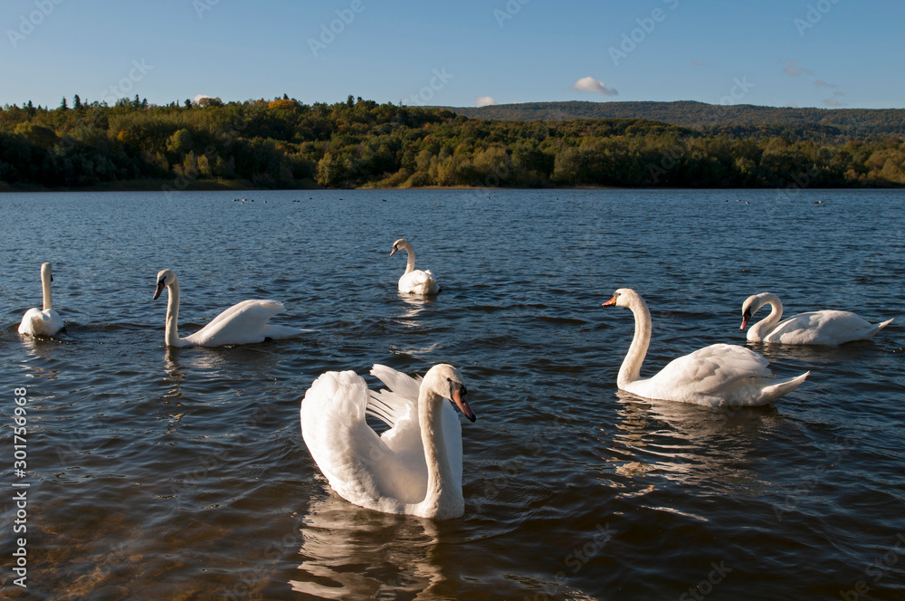 white swans on a beautiful lake on a clear sunny day
