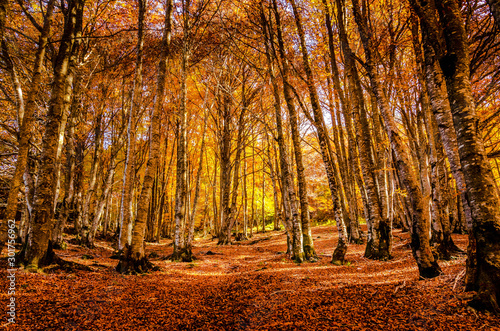 Foret automnale feuilles mortes 