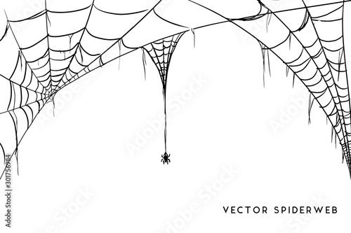 Halloween spider web and spiders isolated on white background