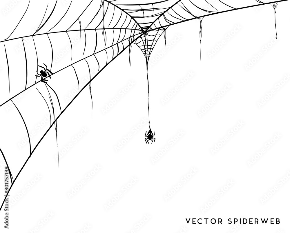 Halloween spider web and spiders isolated on white background