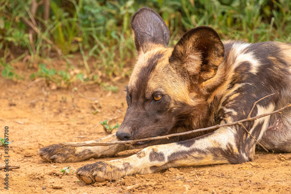 African wild dog ( Lycaon Pictus) playing with a twig, Madikwe Game Reserve, South Africa.