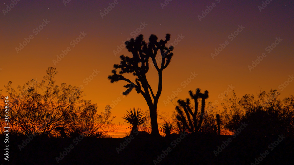 SILHOUETTE: Scenic view of the Joshua tree national park on a sunny evening.
