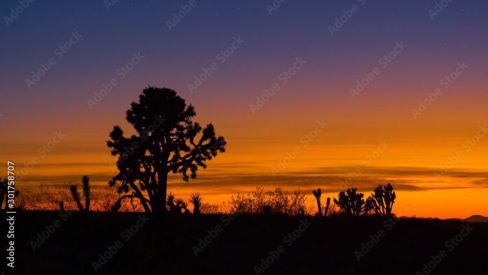 SILHOUETTE: Fascinating yucca palm trees stretch out into the burnt orange sky