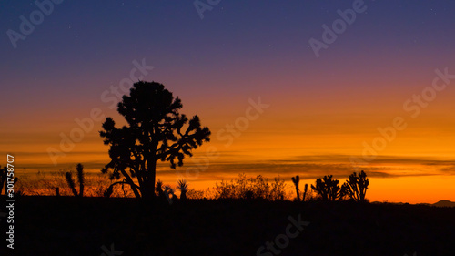 SILHOUETTE  Fascinating yucca palm trees stretch out into the burnt orange sky