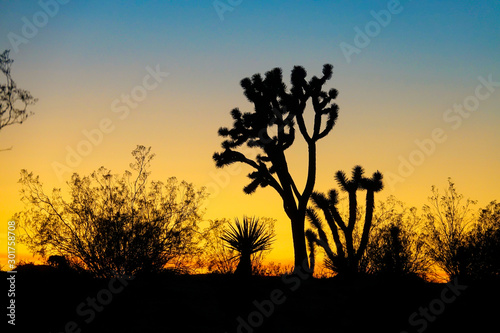 SILHOUETTE: Golden sky spans above a yucca palm and cylindropuntia fulgida bush