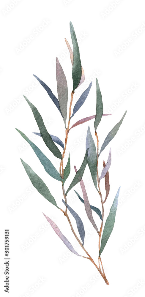 A picturesque branch with narrow green leaves hand drawn in watercolor isolated on a white background. Botanical illustration. Floral watercolor element for arrangements.