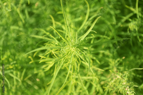 Closeup nature view of dark green leaves  natural dark green plants using as a background or wallpaper. Bush with green fresh leaves.