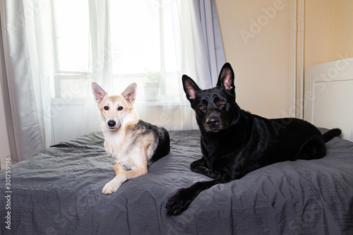 Curios dogs relaxing on bed at home