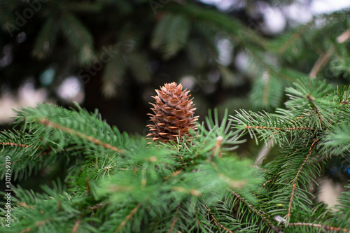 Closeup fir cone on a cloudy autumn day