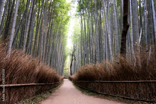 Beautiful Arashiyama Bamboo...