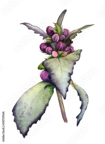 A picturesque moody plant (french nettle) with leaves and purple buds hand drawn in watercolor isolated on a white background.Floral element for creating arrangements.Watercolor botanical illustration photo