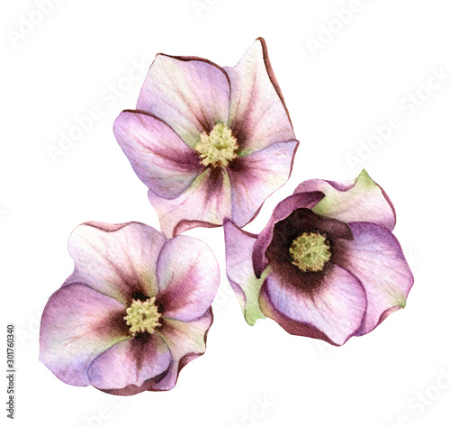 Picturesque group of three hellebores hand drawn in watercolor isolated on a white background. Botanical illustration. Floral watercolor element for arrangements.