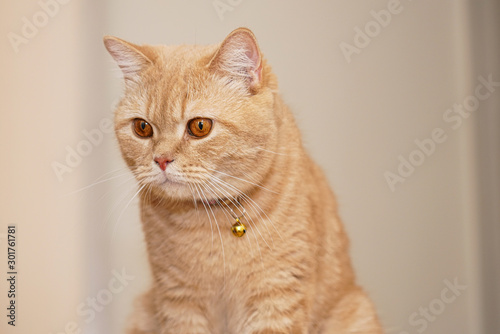 Scottish fold orange color ginger cat at home.