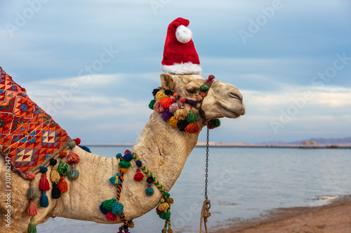 Camel in Santa Claus hat on a resort beach in Egypt. Egypt Christmas Holidays background.