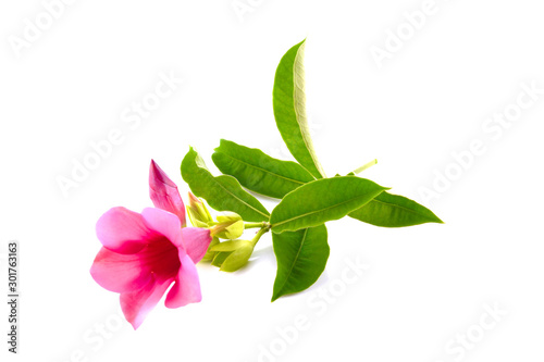 Beautiful bouquet of tropical flower  purple Allamanda  isolated on white background.