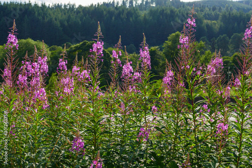 Weidenröschen mit lila pink farbenen Blüten, wachsen am Waldrand photo