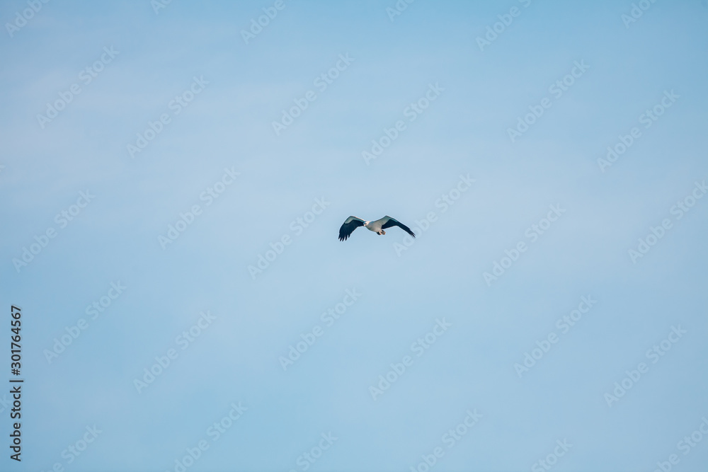 Haliaeetus leucogaster flying in the sky in Hong Kong Haliaeetus leucogaster flying in the sky in Hong Kong