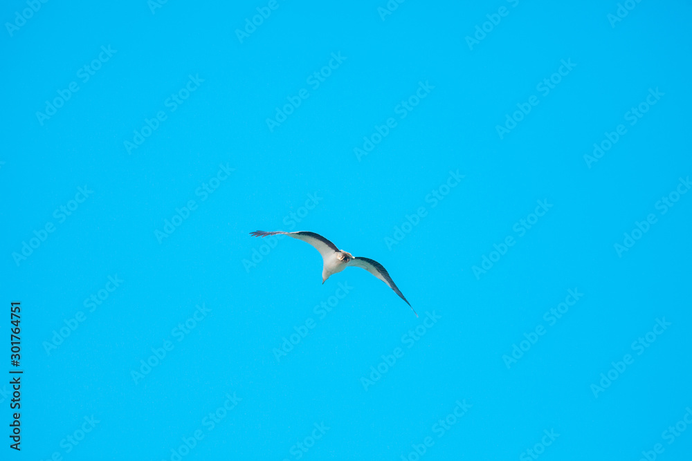 Obraz premium Haliaeetus leucogaster flying in the sky in Hong Kong