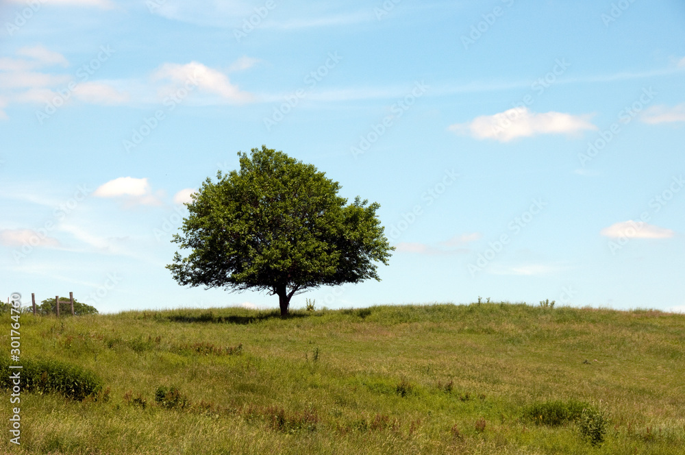 Fototapeta premium single tree in the field