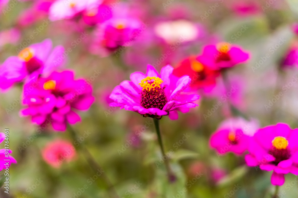 Taiwan Taoyuan Flower Festival Cosmos Landscape Photo Taiwan Taoyuan Flower Festival Cosmos Landscape Photo
