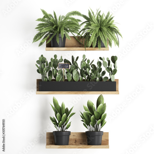 3d illustration of decorative shelves with potted plants photo