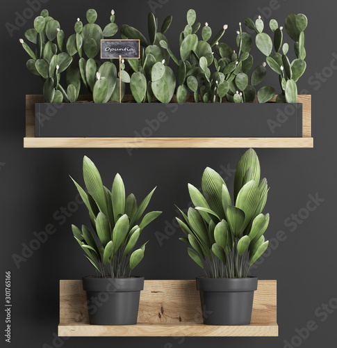 3d illustration of decorative shelves with potted plants photo