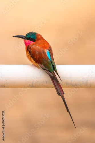 Southern carmine bee-eater, Madikwe Game Reserve, South Africa. photo