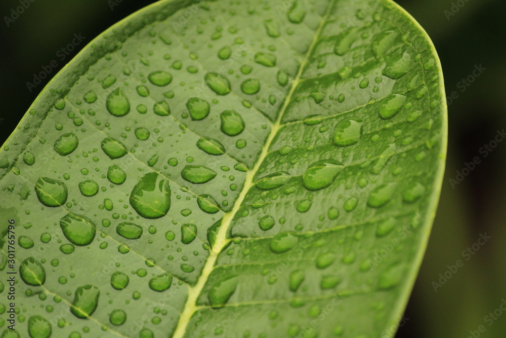 Fototapeta premium Close up shot of water drops in the green leafs on the garden, rain drops on the green leafs