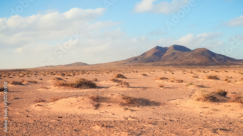 Désert et végétation aride. Paysage à Fuerteventura dans les îles canaries. Paysage de puerto de la cruz. Parc naturel de Jandia.