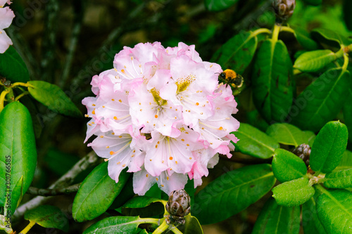 A colorful shrub of Hybrid Rhododendron Yellow Sylphides with bee. Deciduous Azaleas variety White Lights. Photo taken in the Botanical garden of St. Petersburg, Russia, in April during flowering.   photo