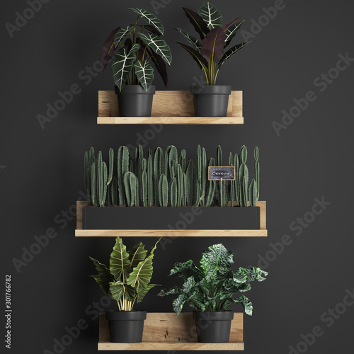 3d illustration of decorative shelves with potted plants photo