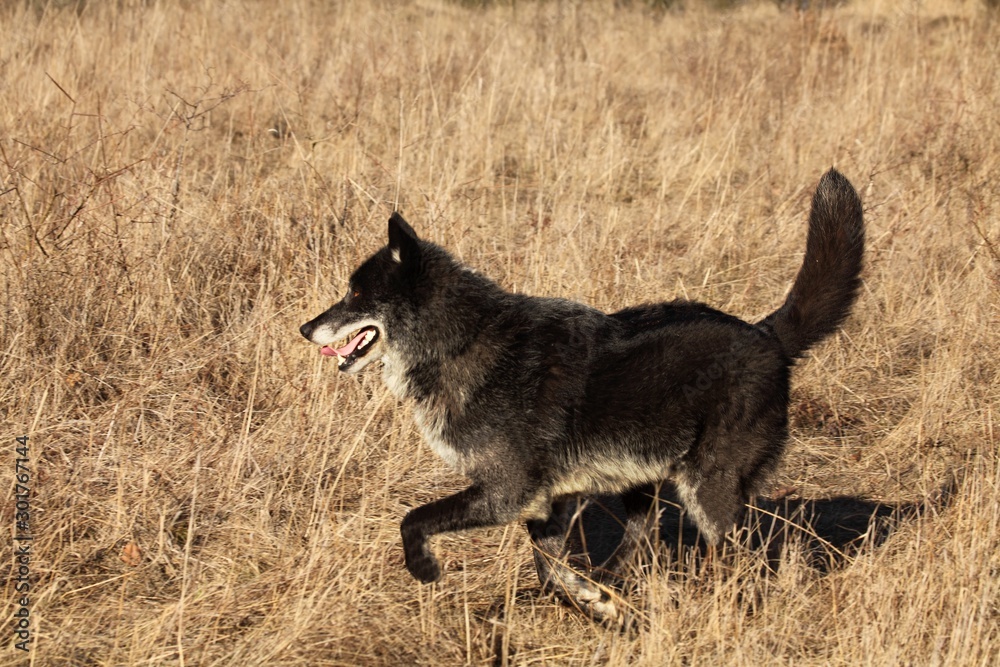Fototapeta premium A north american wolf (Canis lupus) staying in the dry grass in front of the forest. Calm, black and big north american wolf male.