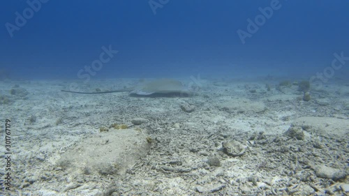 Large pink whipray (Pateobatis fai) swimming near the ocean floor. Maldives. 4K photo